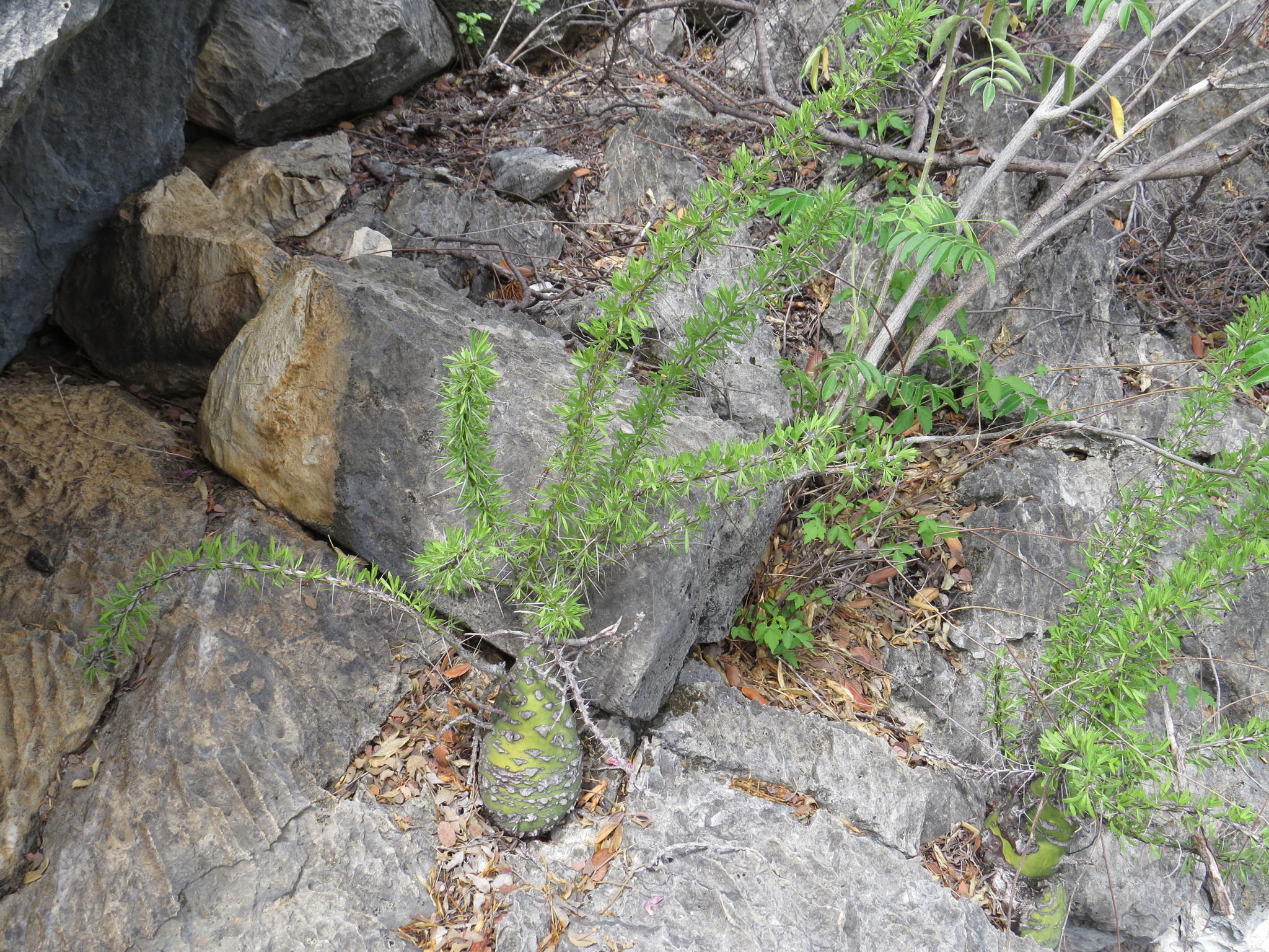 Fouquieria purpusii